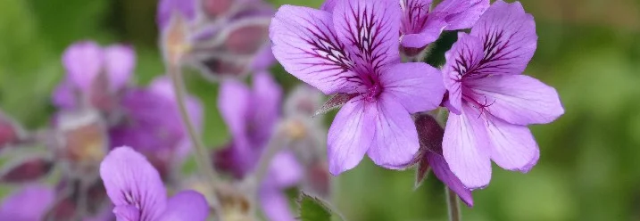 Lila Blüten von Geranien